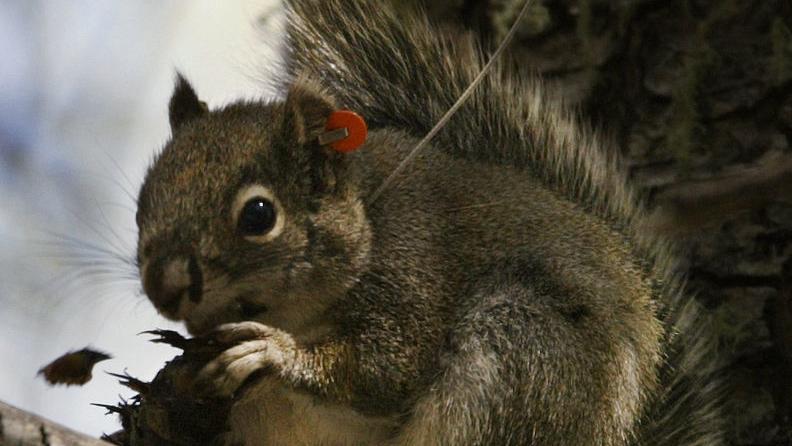 How do you keep bark beetles from killing trees? Fool them with pheromones